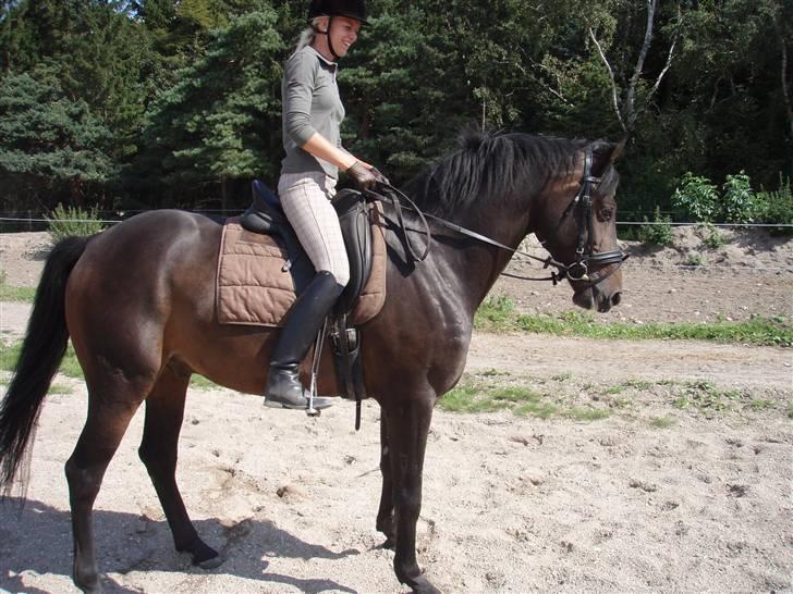 Dansk Varmblod Q-Four billede 8