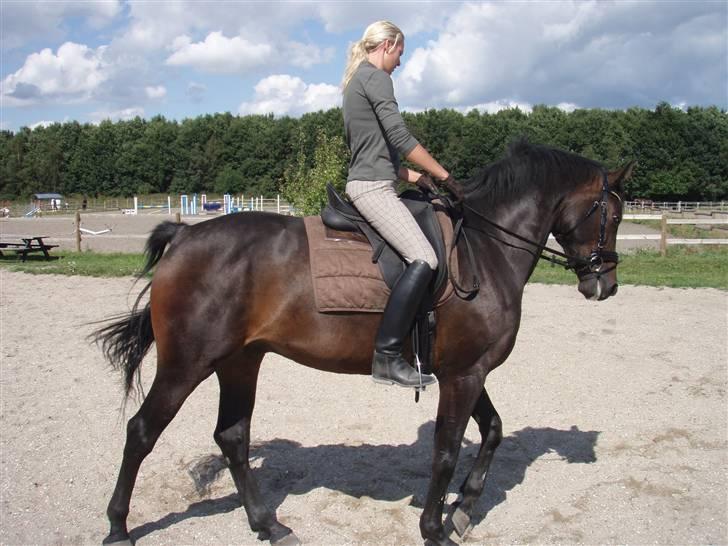 Dansk Varmblod Q-Four billede 9