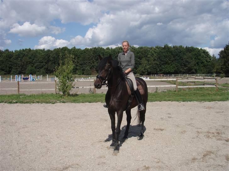 Dansk Varmblod Q-Four billede 10