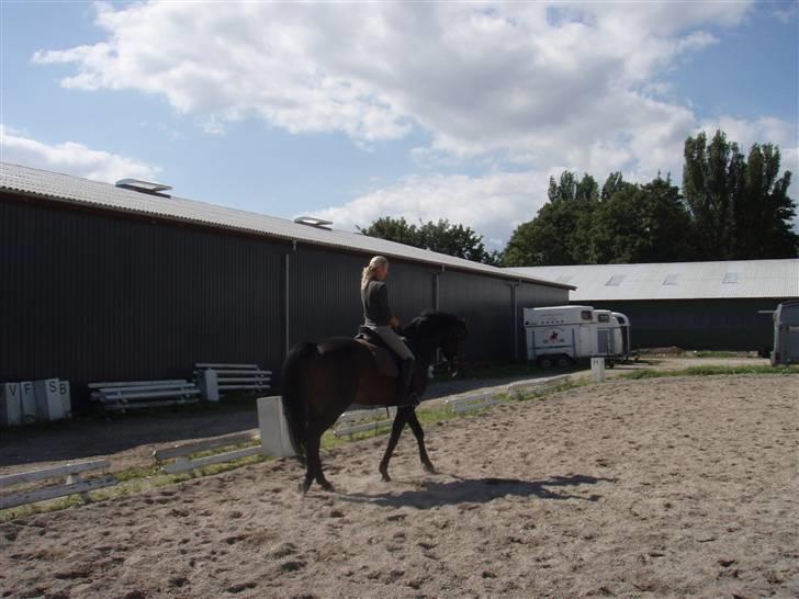 Dansk Varmblod Q-Four billede 11