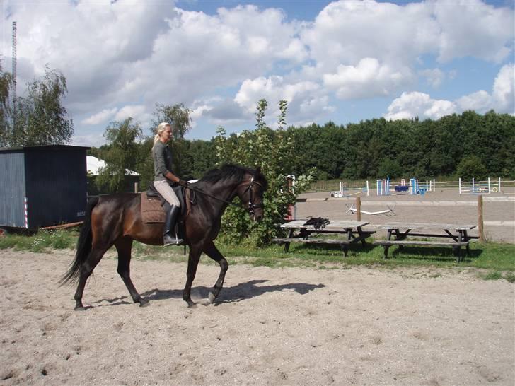 Dansk Varmblod Q-Four billede 12