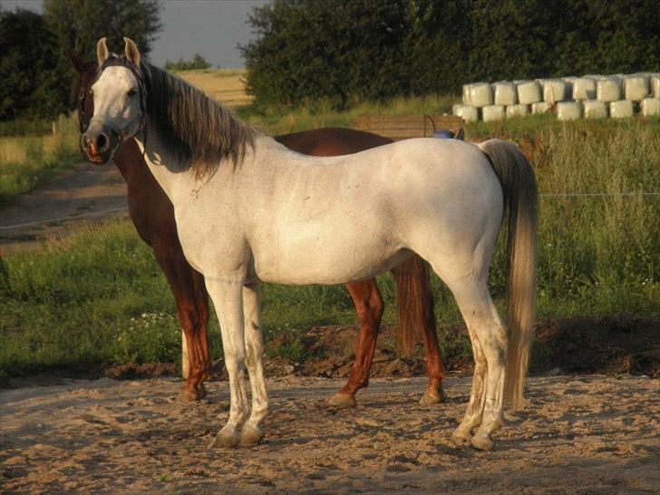 Arabisk fuldblod (OX)  belissa R.I.P - Velkommen til Belissa´s profil ;O) billede 1