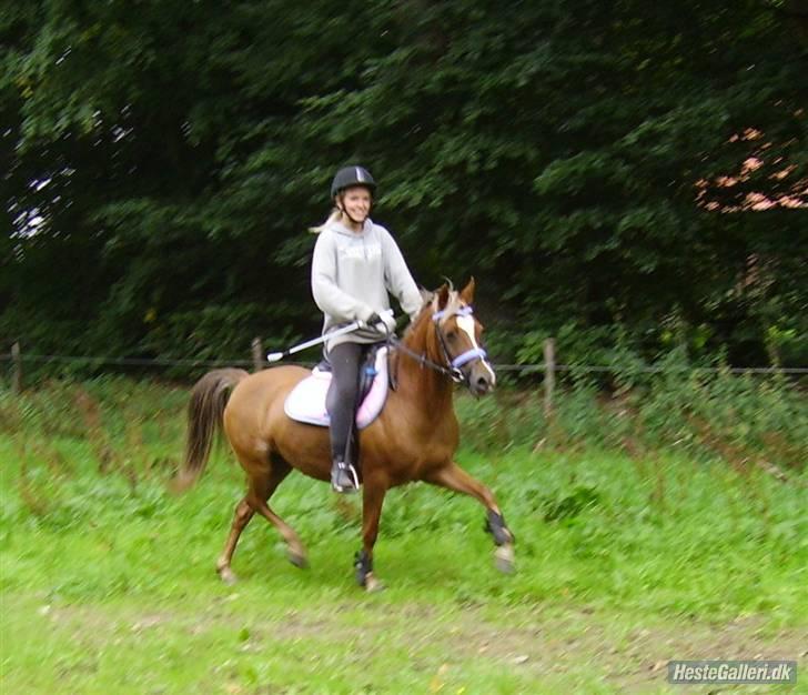 Welsh Pony (sec B) | Amigo Bluebell - # 2 - jae, den kan skam også løfte benene d: billede 2