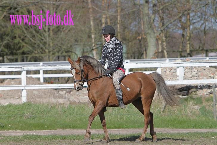 Welsh Pony (sec B) | Amigo Bluebell - # 3 - hun var godt nok hidsig den dag - det røde lyn! :) billede 3