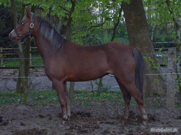 Welsh Pony (sec B) | Amigo Bluebell - # 4 - smukke, smukke bluebell (L) billede 4