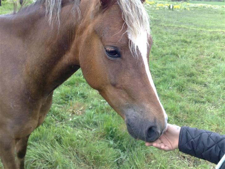 Welsh Pony (sec B) | Amigo Bluebell - # 5 - hun er svær at tage billeder af fordi hun altid er så nærgående d: billede 5