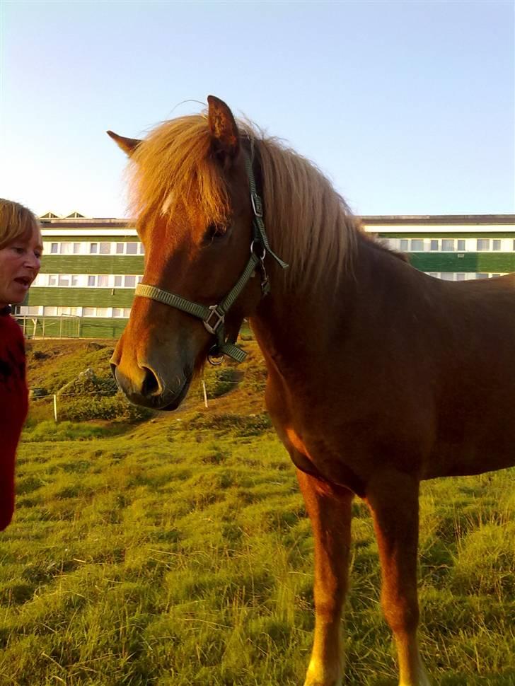 Islænder Geisli frá Hvammi II - pølsen og min mor <3 d. 25/8-09 billede 12