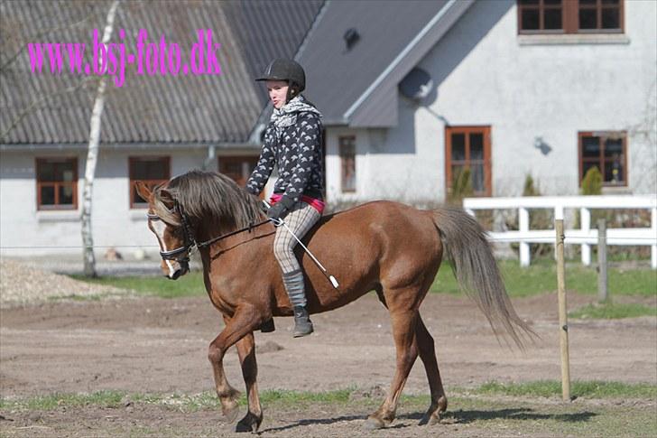 Welsh Pony (sec B) | Amigo Bluebell - # 6 - fantastisk tur uden sadel! - fik afvide enten galop eller ingenting :D billede 6