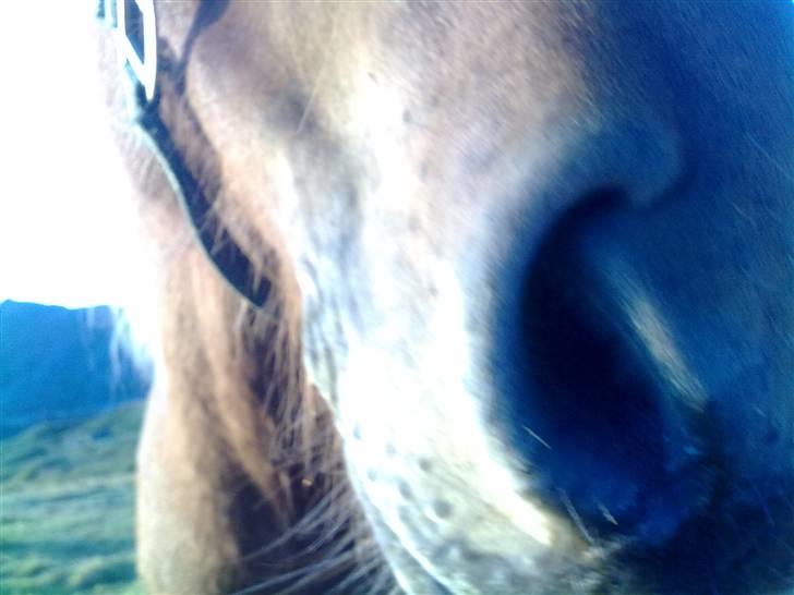 Islænder Geisli frá Hvammi II - close-up (: billede 13