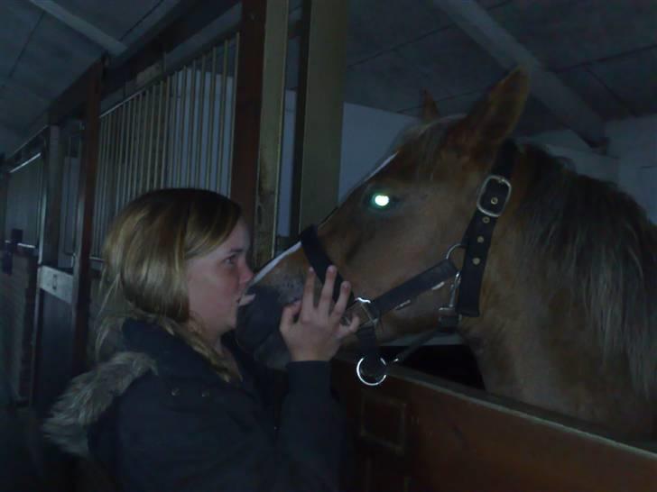 Welsh Pony (sec B) | Amigo Bluebell - # 7 - fordi hun er en af dem der betyder allermest! (L) billede 7