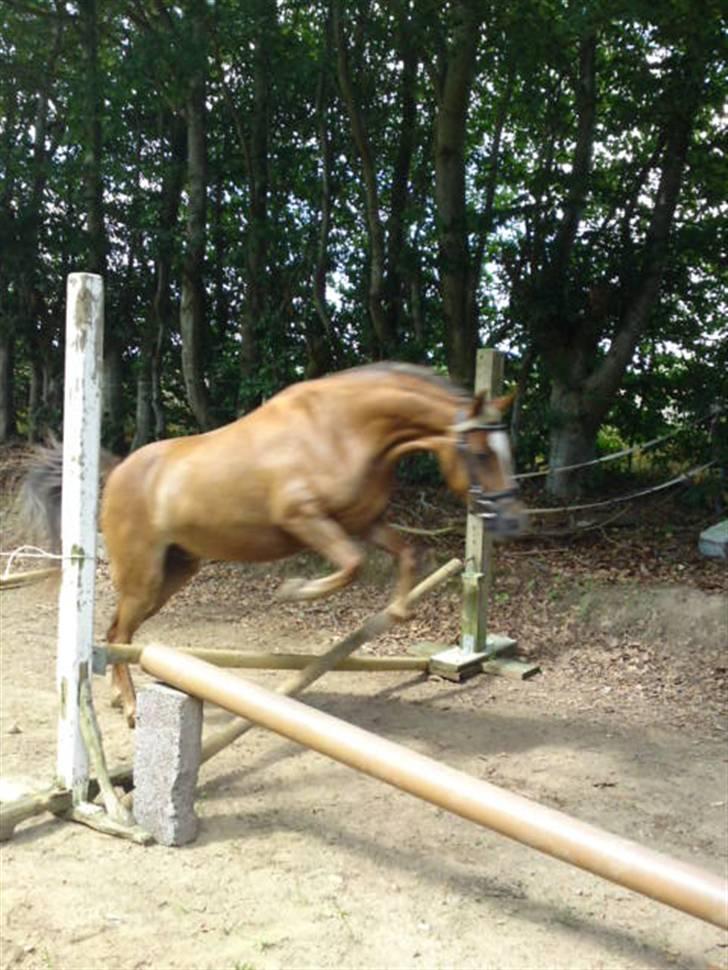 Welsh Pony (sec B) | Amigo Bluebell -  9 - hun kan sagtens springe. hun skal bare finde ud af hvad det går ud på :) billede 9