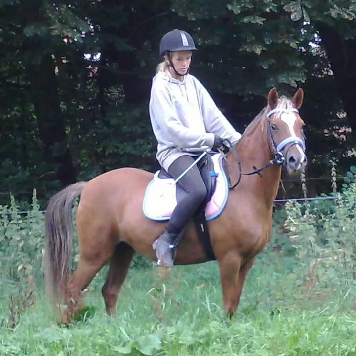Welsh Pony (sec B) | Amigo Bluebell - # 10 - hun rykker sig ikke ud af stedet når hun stener d: - skøre pony (L) billede 10