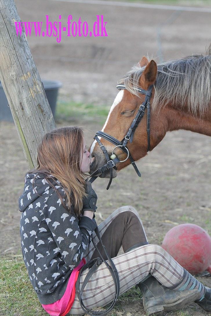 Welsh Pony (sec B) | Amigo Bluebell - # 14 - fantastisk pony! (L) billede 14