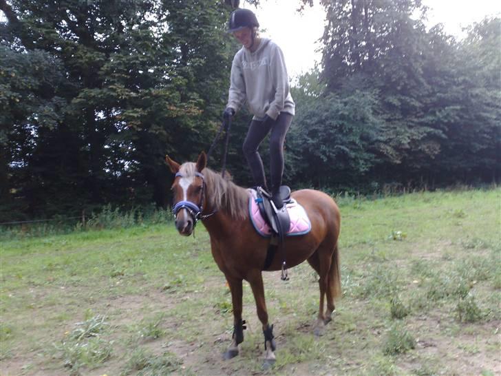 Welsh Pony (sec B) | Amigo Bluebell - # 15 - først menneskesky, og se hvad hun er blevet til nu! (L) billede 15