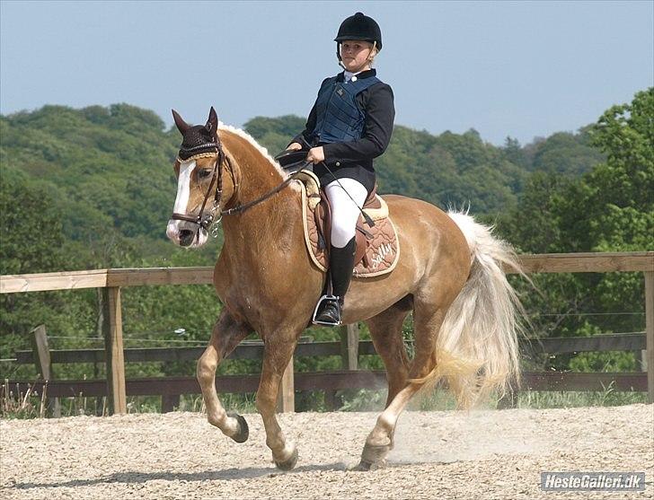 Haflinger Studgårdens Sally<3 *STJERNEN* Savnet :'(<3 - fordi sally til tider godt kan være lidt vild men du er stadig min prinsesse klubmesterskab 2010 spring. fotograf: signe rich billede 8