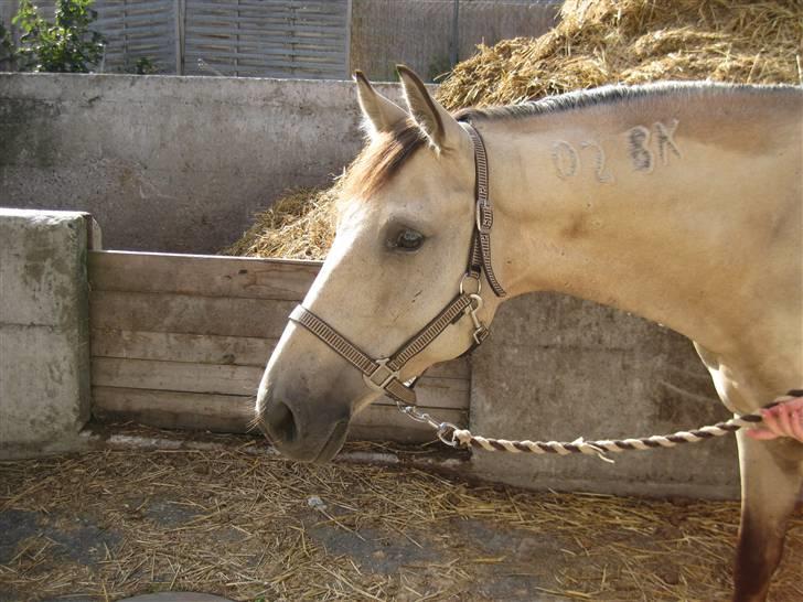 Anden særlig race Cedergårends Dun Diamond  - Nuurh, han er bare så dejlig billede 13