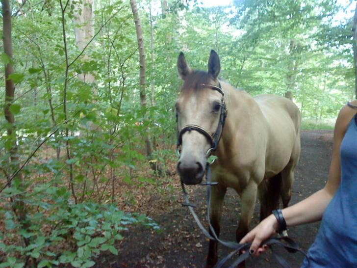 Anden særlig race Cedergårends Dun Diamond  - Don i skoven :) billede 14