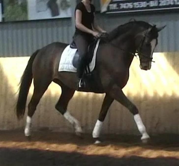 Dansk Varmblod Carna Capetco billede 1