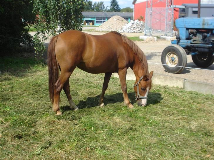 DSP Bella R.I.P ;'(  billede 12