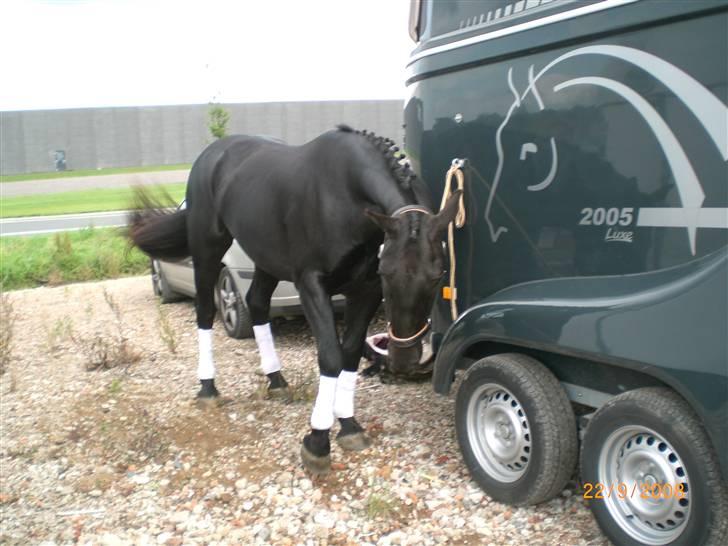 Oldenborg Bacardi Kærgård (STJERNEN - Stævne i KOOR  billede 12