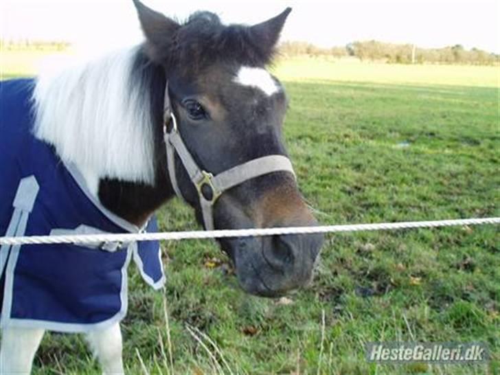 Anden særlig race Pepsi min skat  billede 1