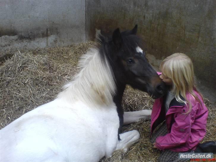 Anden særlig race Pepsi min skat  billede 4
