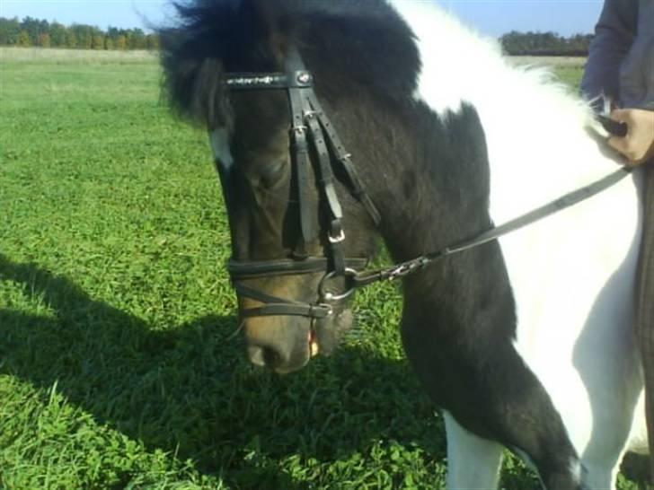 Anden særlig race Pepsi min skat  billede 5