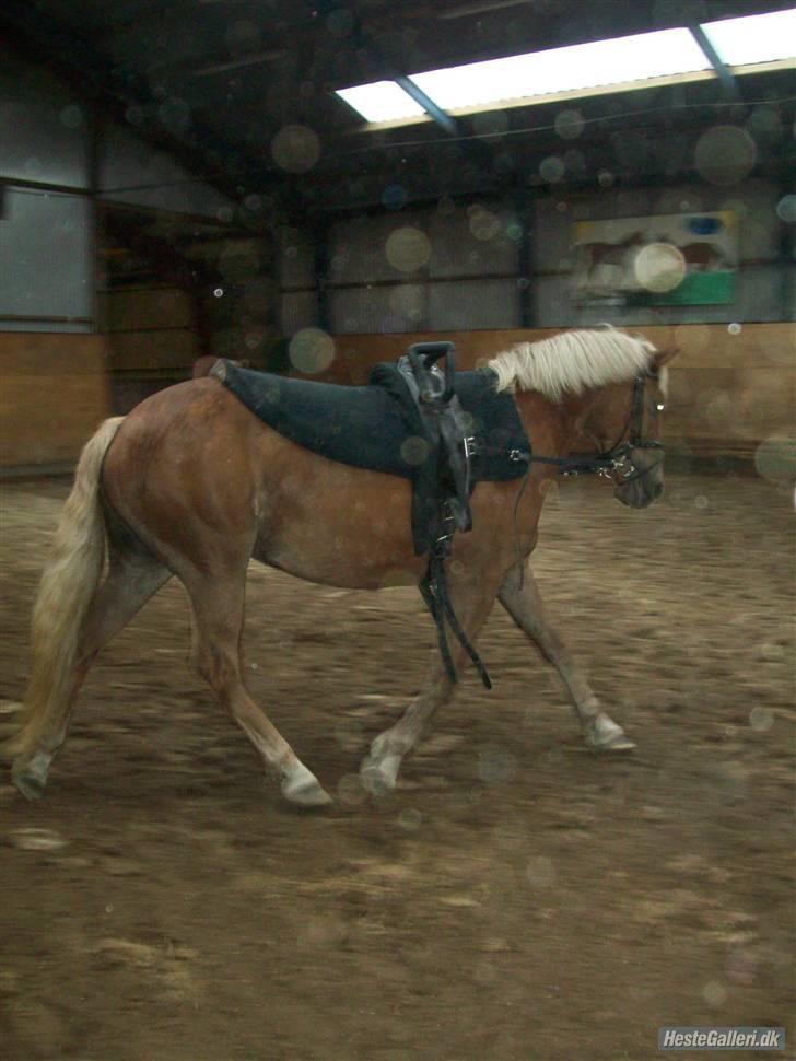 Haflinger Bosse<3 (EUR elevpony) - Bosse til voltisering billede 18