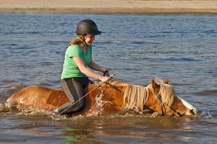 Haflinger Prins Hans -  | 5 | Medgang er ingen retfærdig vægt, modgang er den eneste vægt at veje venner på. billede 5