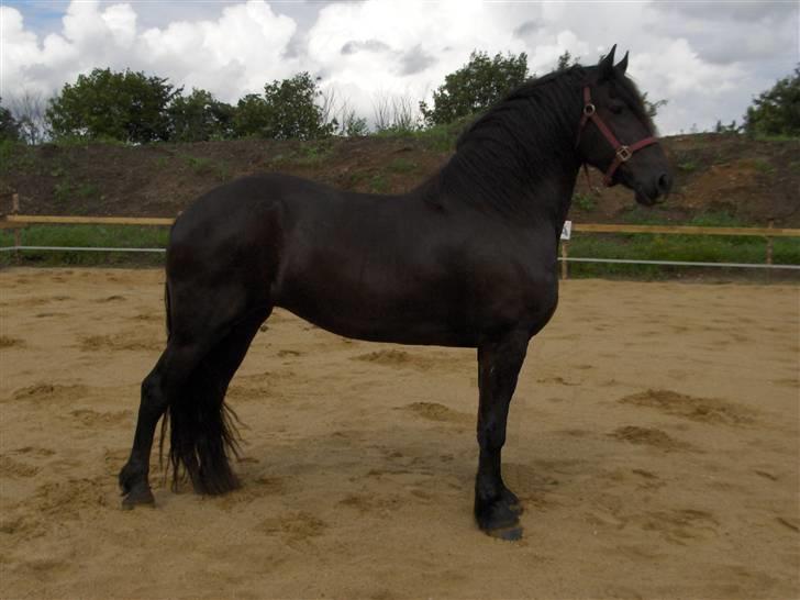 Frieser Hylkje billede 1