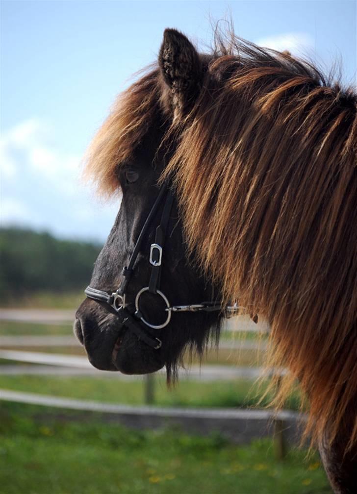 Islænder Drifandi fra Nr. Felding - Drifandi i profil med masser af hår og plysører, august 2009 billede 1