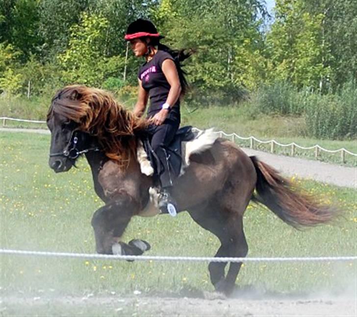 Islænder Drifandi fra Nr. Felding - Masser af spring i galoppen! billede 2
