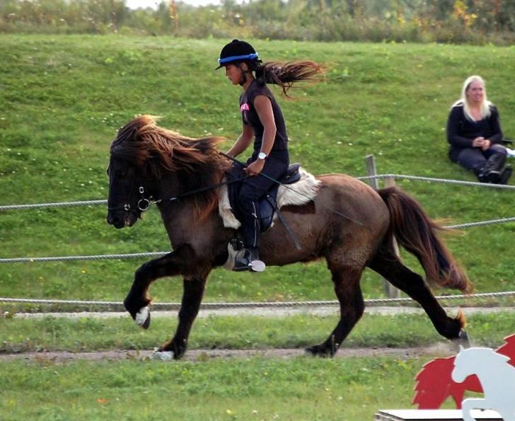 Islænder Drifandi fra Nr. Felding - Fuld fart på i galoppen! billede 3