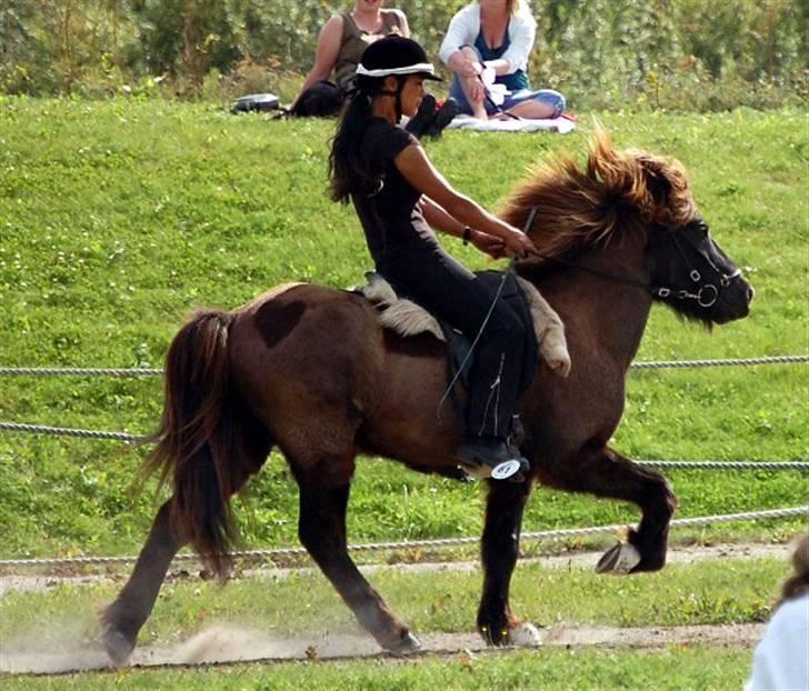 Islænder Drifandi fra Nr. Felding - Drifandi tølter i T.5 finalen billede 5
