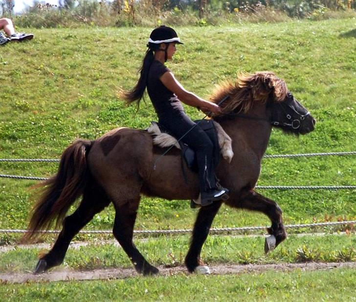 Islænder Drifandi fra Nr. Felding - Mere tølt... billede 6