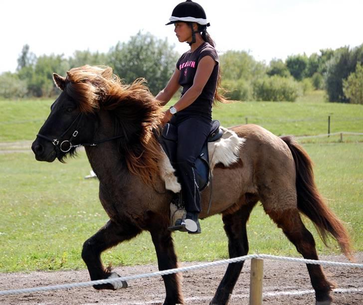 Islænder Drifandi fra Nr. Felding - Drifandi tølter med plysørerne fremme... billede 7