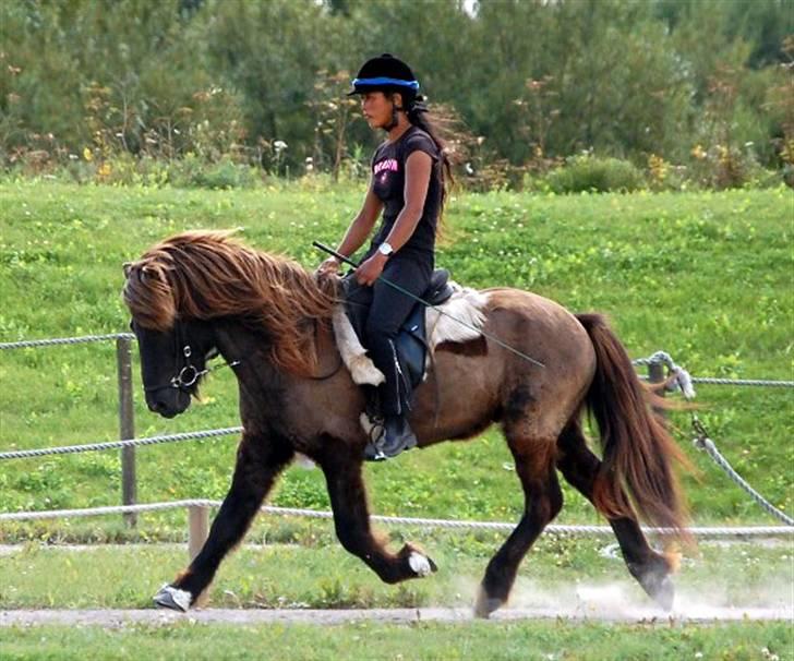 Islænder Drifandi fra Nr. Felding - Trav billede 8
