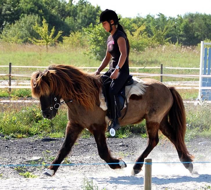 Islænder Drifandi fra Nr. Felding - Mere trav... billede 9