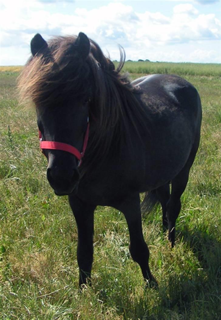 Islænder Drifandi fra Nr. Felding - Drifandi på fold, juni 2008 billede 10