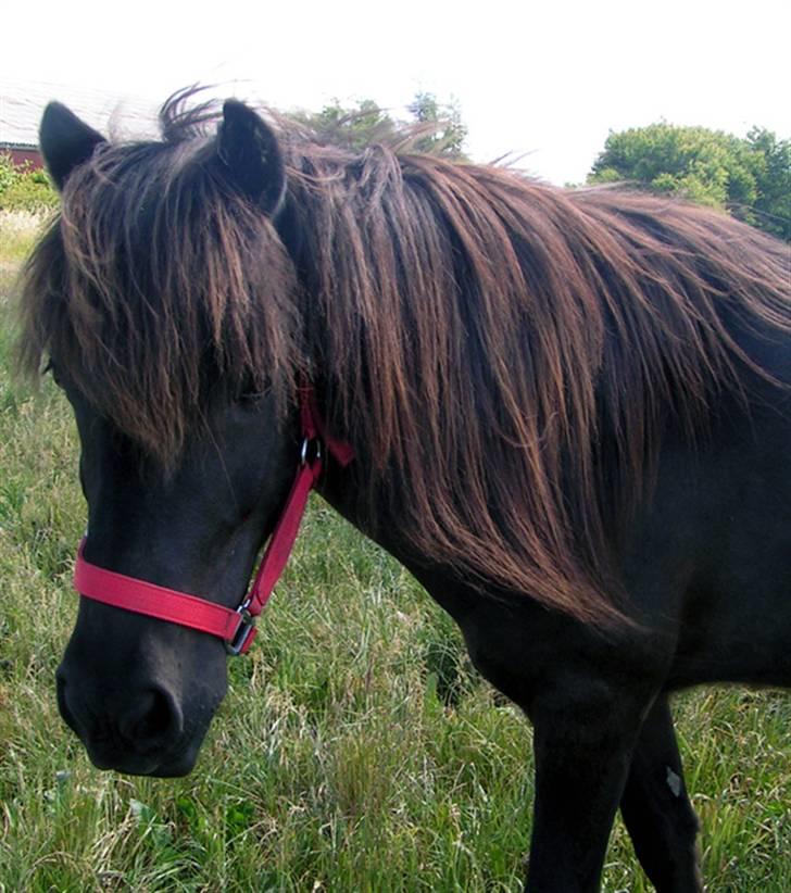 Islænder Drifandi fra Nr. Felding - På fold juni 2008 billede 11