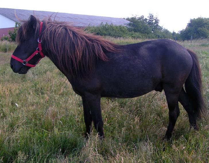 Islænder Drifandi fra Nr. Felding - Drifandi med sommermave billede 12