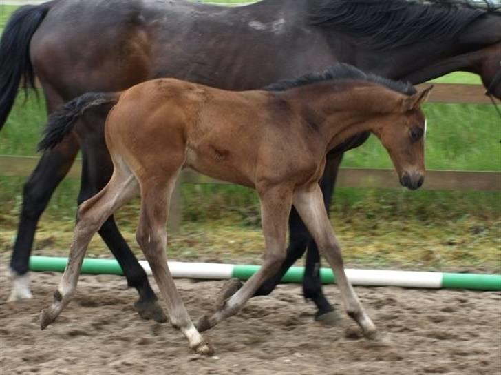 Dansk Varmblod F.H. Sanremo - super eksteriør - elsker det billede billede 5