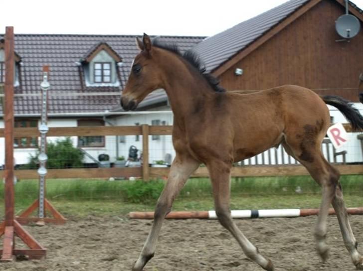 Dansk Varmblod F.H. Sanremo billede 6