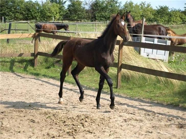 Dansk Varmblod F.H. Sanremo billede 11