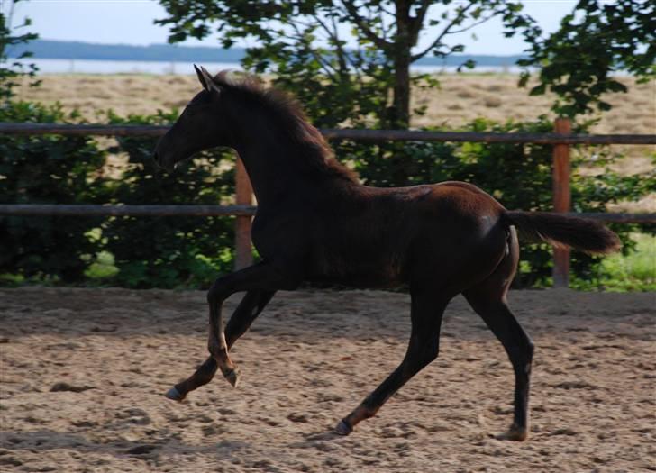 Dansk Varmblod Kalhave's Miss Noir billede 14