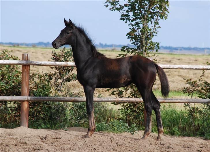 Dansk Varmblod Kalhave's Miss Noir billede 16