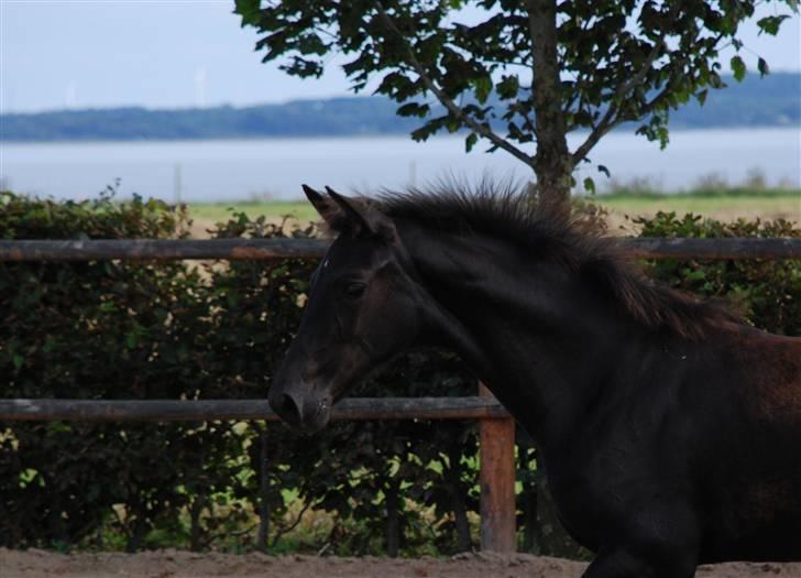 Dansk Varmblod Kalhave's Miss Noir billede 17