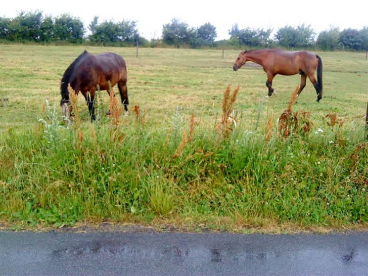 Dansk Varmblod santiago<3[solgt] billede 2