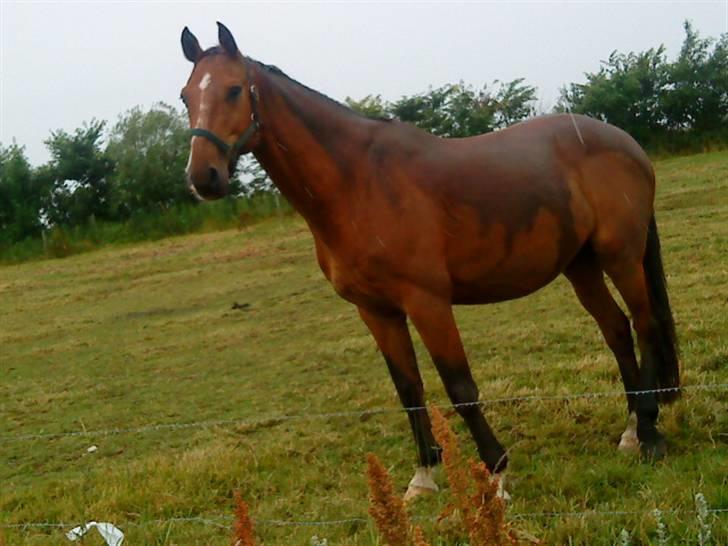 Dansk Varmblod santiago<3[solgt] - du er sød skath <3 billede 3