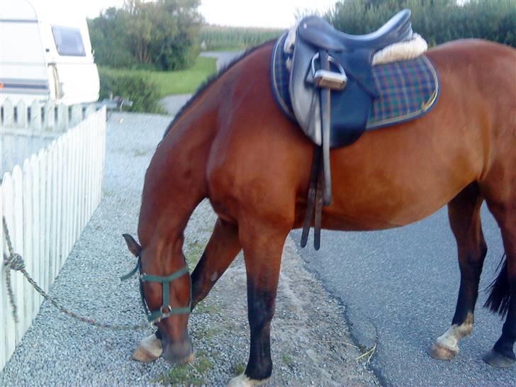 Dansk Varmblod santiago<3[solgt] billede 6